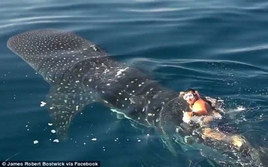 Captain's incredible video riding a 30ft whale shark - PHOTO+VIDEO