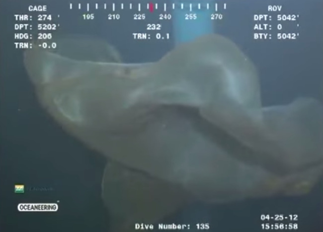 Sea monster caught on camera - PHOTO+VIDEO