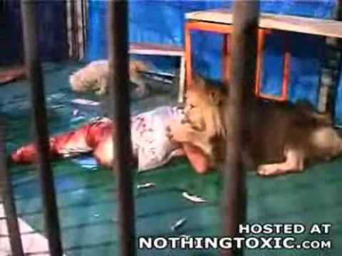 Horrible : Lion attacks and Kills Feeder - PHOTO+VIDEO