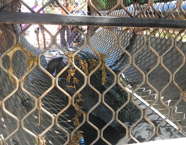 Monster saltwater crocodile that stalked students at a primary school - PHOTO