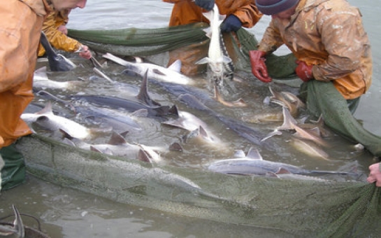 Внесены изменения в закон Азербайджана "О рыболовстве"