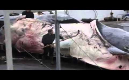 Japan begins whaling season with meat feast for school children - PHOTO+VIDEO