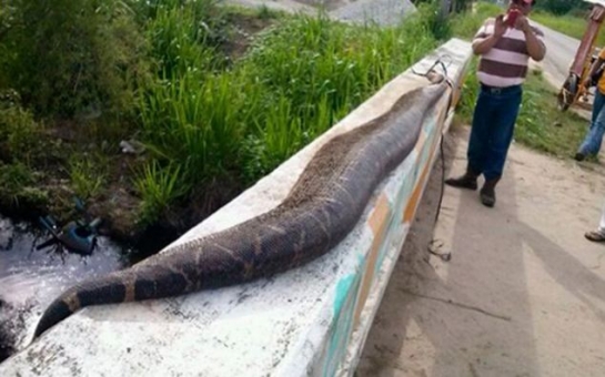 Villagers beat giant 25-foot snake