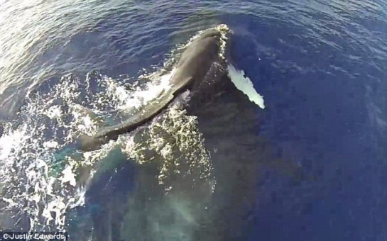 Whale mother gives baby a ride on her back - PHOTO+VIDEO