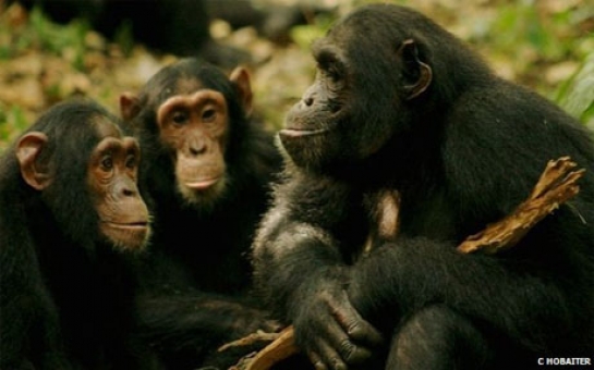 Wild chimp language translated