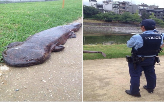 RIVER MONSTER climbed out of the water