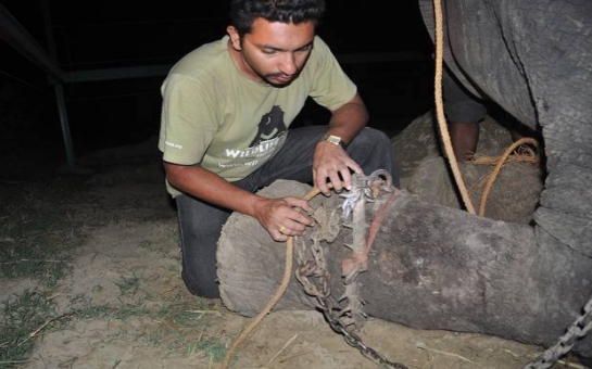 Elephant 'cries' while being rescued following 50 years of abuse