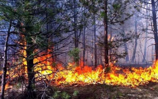 Лесные пожары в Габале продолжаются