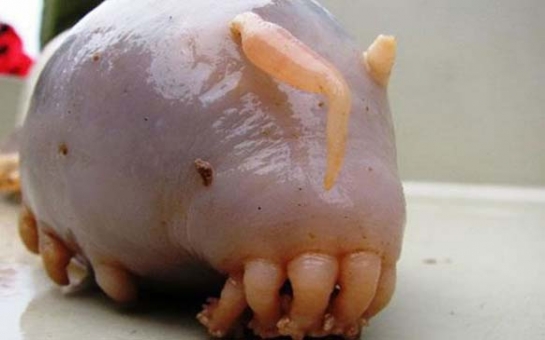 These Creepy Animals Are Living Nightmares