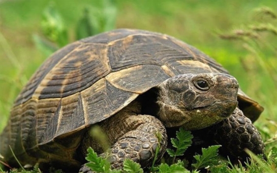 Черепаха установила мировой рекорд по скоростному бегу