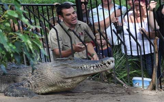 Крокодил предпочел куску мяса своего смотрителя- ФОТО