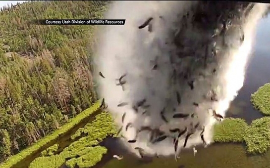 Watch: Fish air-dropped from a plane to restock lakes - VIDEO