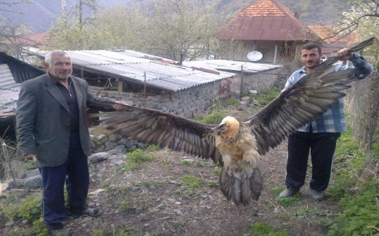 История про орла:  все было совсем не так!