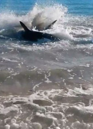 Great White shark CHOKED to death - PHOTO+VIDEO