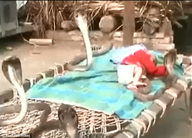 Baby sleeps soundly as he is protected by four COBRAS - PHOTO+VIDEO