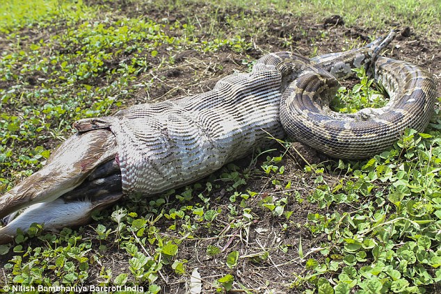 Python caught on camera swallowing antelope whole - PHOTO+VIDEO