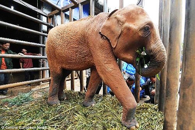 Heroin-addict ELEPHANTS fed opium-laced bananas by Triads - PHOTO