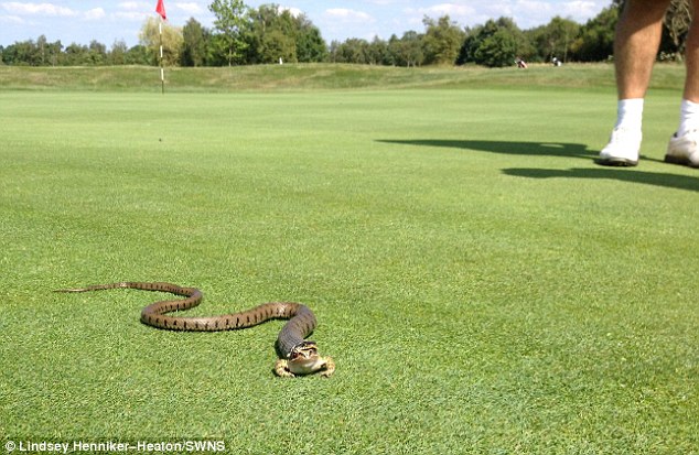 Grass snake tried to gulp down a frog - PHOTO+VIDEO