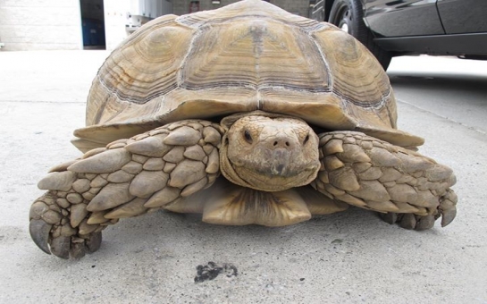 Police catch escapee tortoise after tense 1mph chase through city - PHOTO