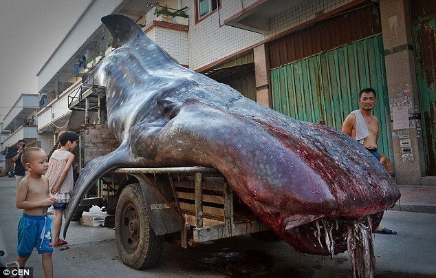 Fisherman transports massive whale shark on truck - PHOTO