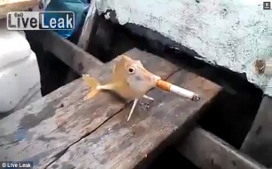 Cruel fishermen force a fish to puff a CIGARETTE - PHOTO+VIDEO