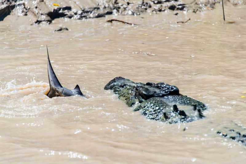 Акула и крокодил сошлись в смертельной схватке