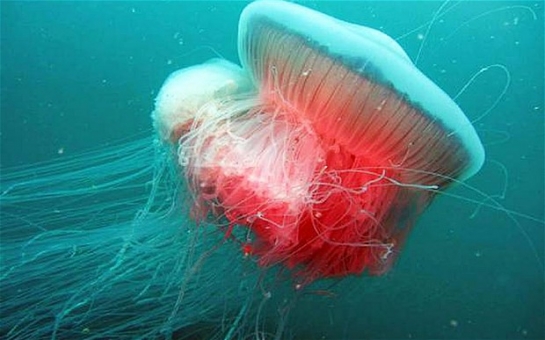 Giant jellyfish spotted in the Adriatic for first time since Second World War