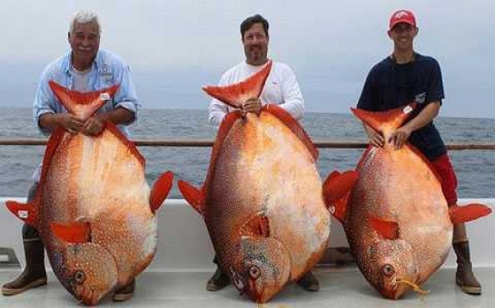 Рыбаки за день поймали трех невероятно редких рыб- ВИДЕО