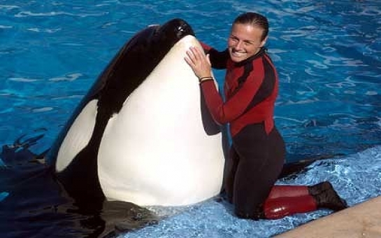 SeaWorld trainer dies in killer whale attack
