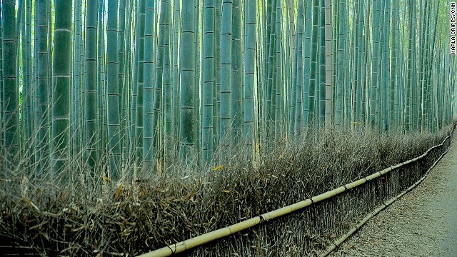 One of the most beautiful groves on Earth - PHOTO