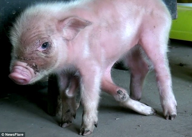 Four extra legs protruding from piglet's stomach - PHOTO+VIDEO