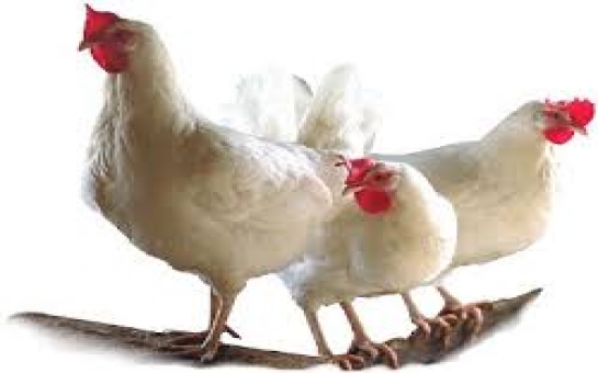 Azerbaijan may supply Russia with chicken