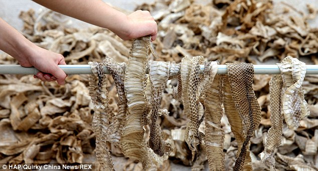 Chinese brothers run farm home to 50,000 SNAKES - PHOTO