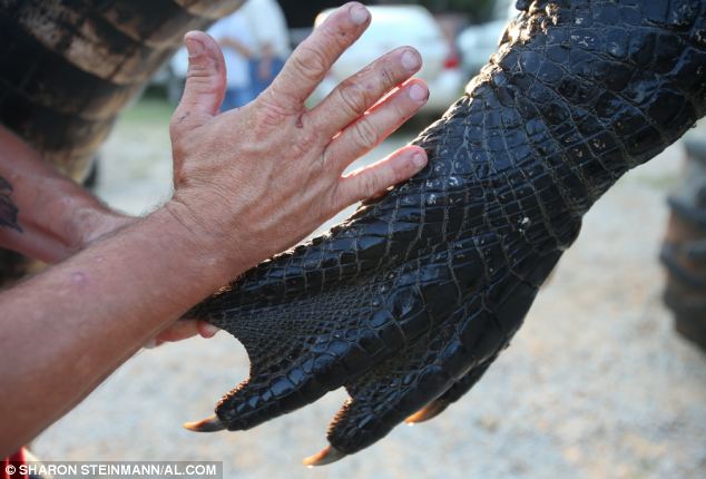 Is this the world's largest alligator? - PHOTO+VIDEO