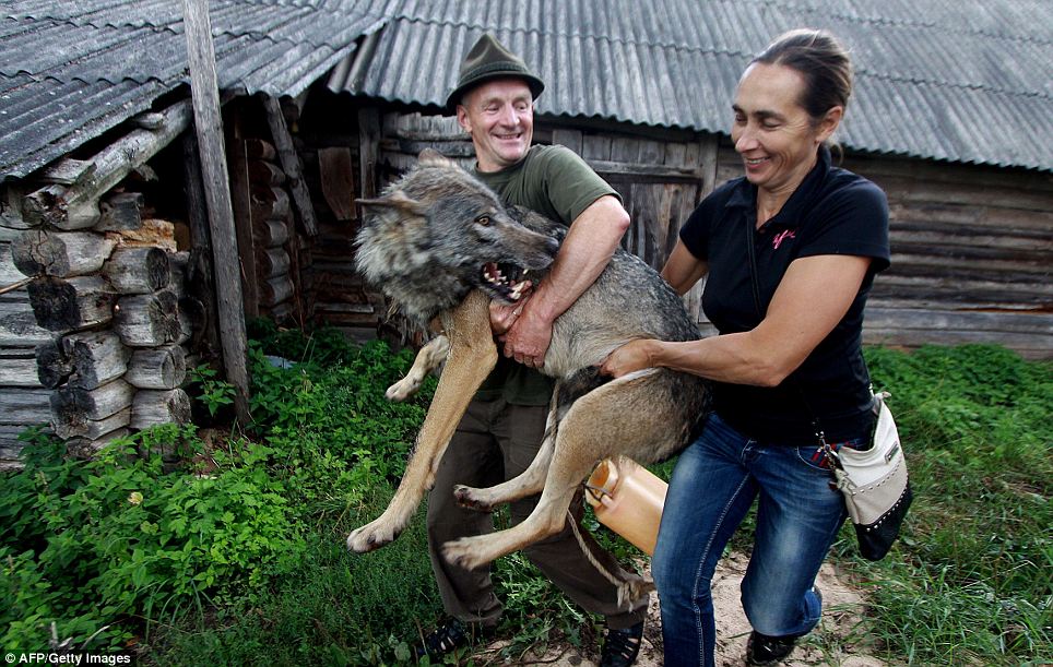 How a Russian family took in and tamed a pack of wolves - PHOTO+VIDEO