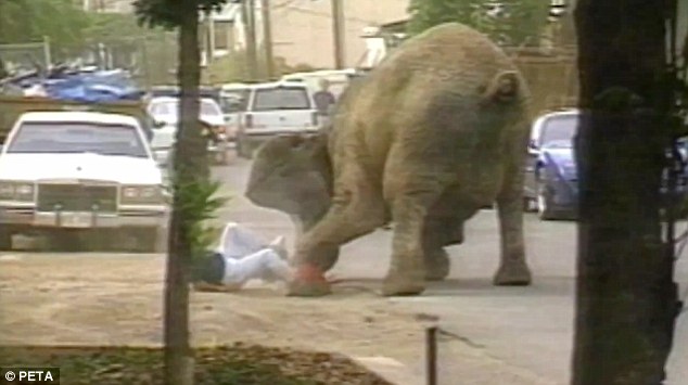 Elephant was shot almost 100 times in the street - PHOTO+VIDEO