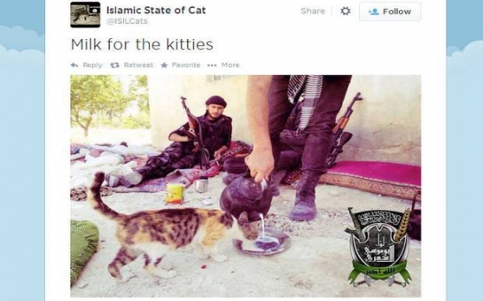 Isis have a 'I can haz Islamic state' kitten twitter account