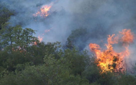 Пожары в лесных массивах в Джалилабаде и Губе потушены