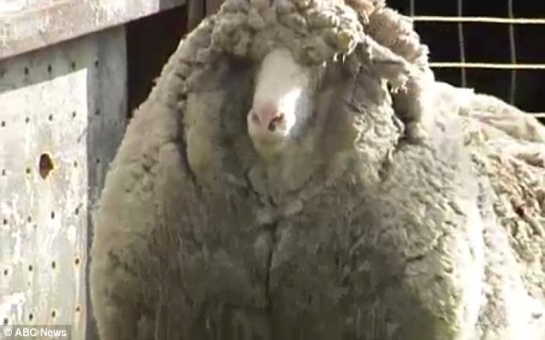 Is Shaun the world's wooliest sheep? - PHOTO+VIDEO