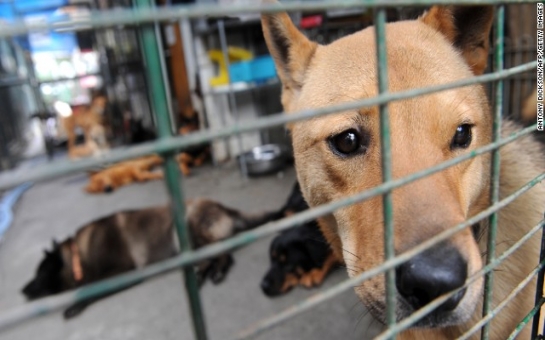 Chinese city kills 5,000 dogs to control rabies