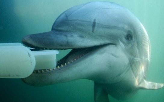 Rusiya Ukraynanın döyüş delfinlərini ələ keçirdi