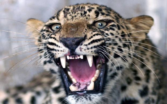 Man-eating leopard 'targeting drunks' claims 12th victim