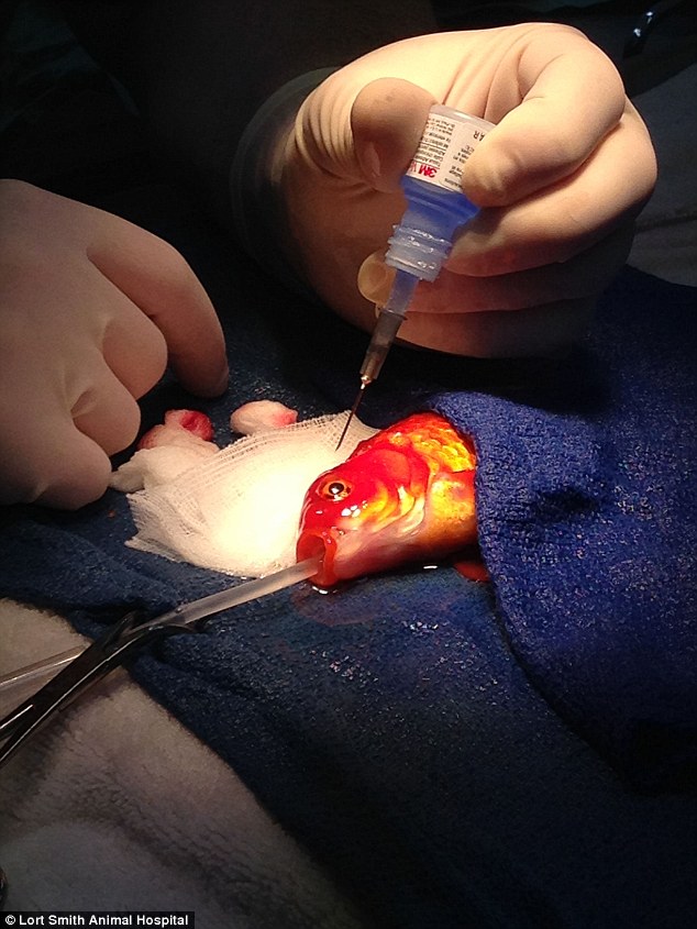 Would you perform life-saving surgery on your GOLDFISH? - PHOTO