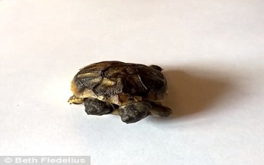 DOUBLE-HEADED tortoise born in Denmark - PHOTO+VIDEO