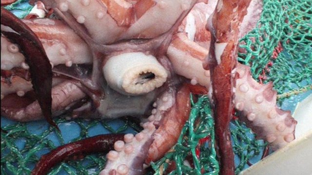 Rare colossal squid thawed for examination in New Zealand - PHOTO+VIDEO