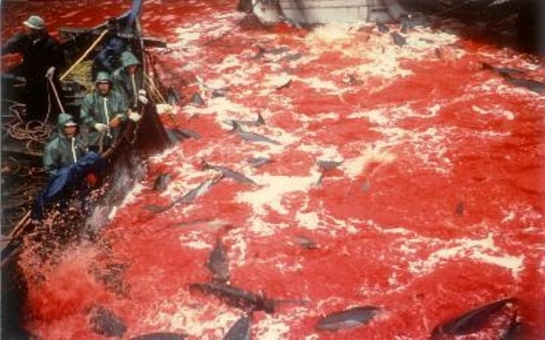 Japan must put an end to the brutal slaughter and torture of its dolphins