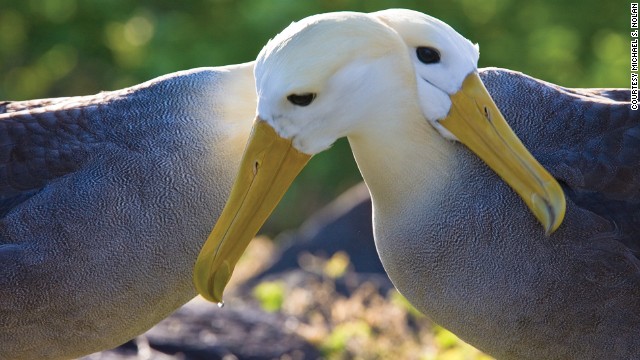 Cruising the Galapagos on National Geographic's ship - PHOTO