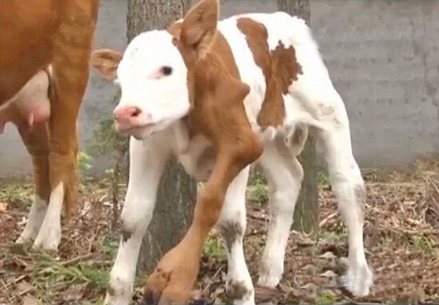 Six-legged calf is born in China - PHOTO