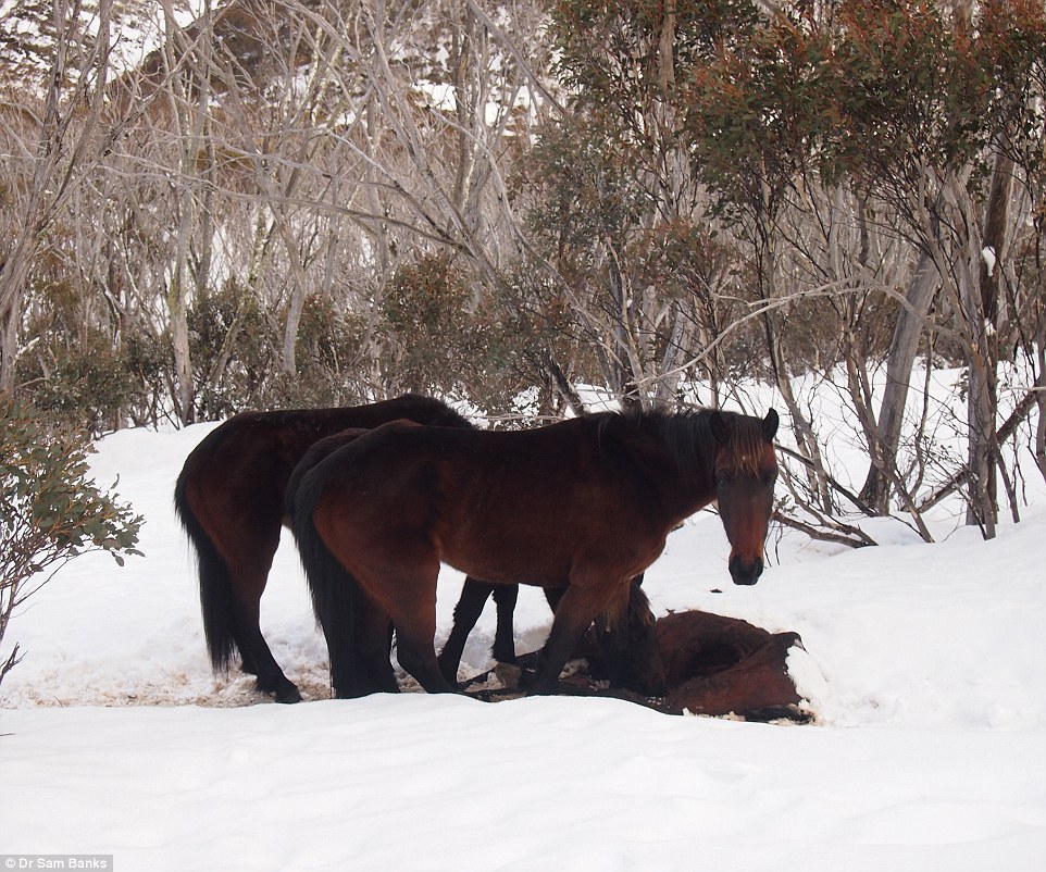 'Cannibal horses' eat one of their own in the Australian Alps - PHOTO+VIDEO