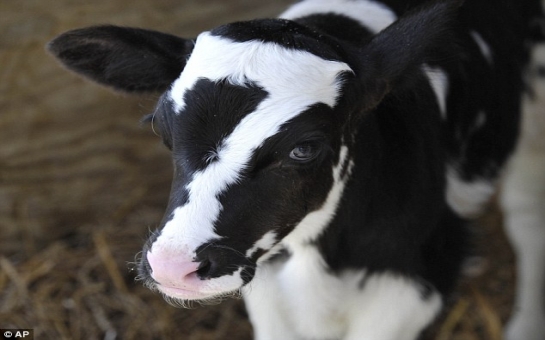 Baby calf born with a perfect white number seven - PHOTO